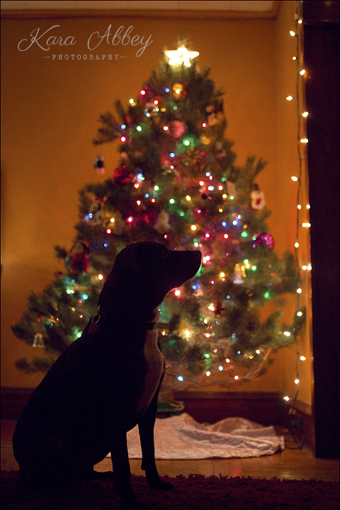 Abby's Saturday Christmas Tree Dog Photo