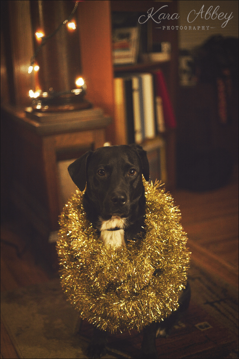 Abby's Saturday Christmas Pet Photography Sayre, PA