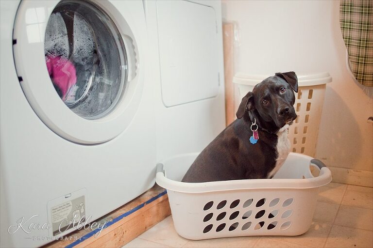 Abby's Saturday Pet Photography Sayre PA Laundry Basket