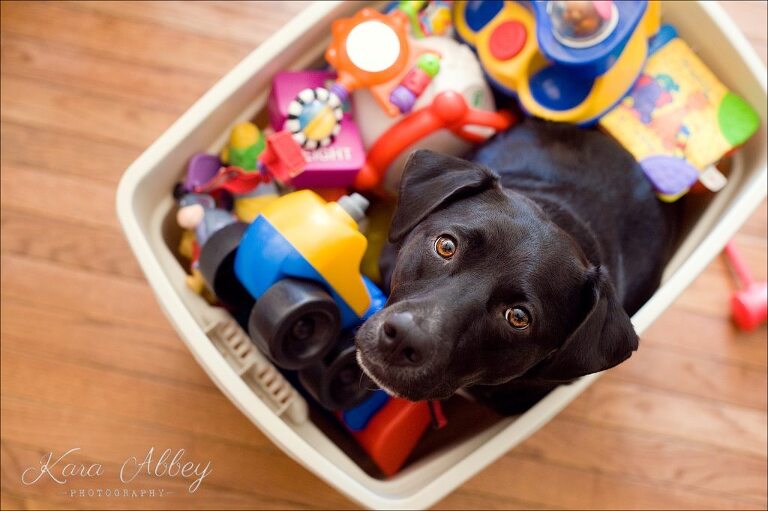 Abby's Saturday 55 Lifestyle Photography Dog in the toy bin Irwin, PA Pittsburgh, PA Monroeville, PA Greensburg, PA