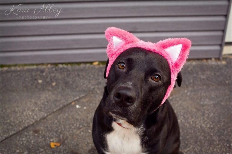 Abby's Saturday Dog Pet Photography Halloween Dressed up as Cat Trick or Treat Irwin, PA