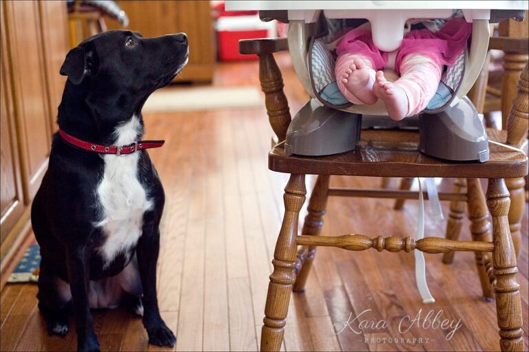 Abby's Saturday Lifestyle Pet Photography Dog and Baby Waiting for Food Irwin, PA Pittsburgh, PA Monroeville, PA Greensburg, PA