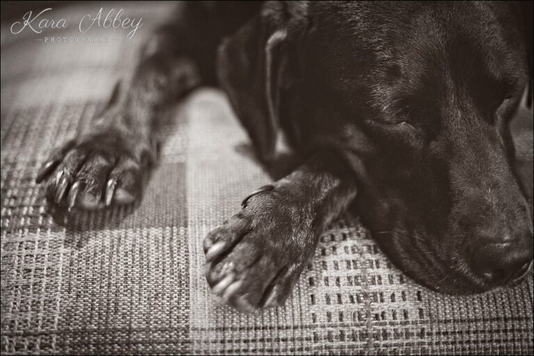 Abby's Saturday Lifestyle Pet Photography Dog Sleeping Black & White Irwin, PA Pittsburgh, PA Monroeville, PA Greensburg, PA