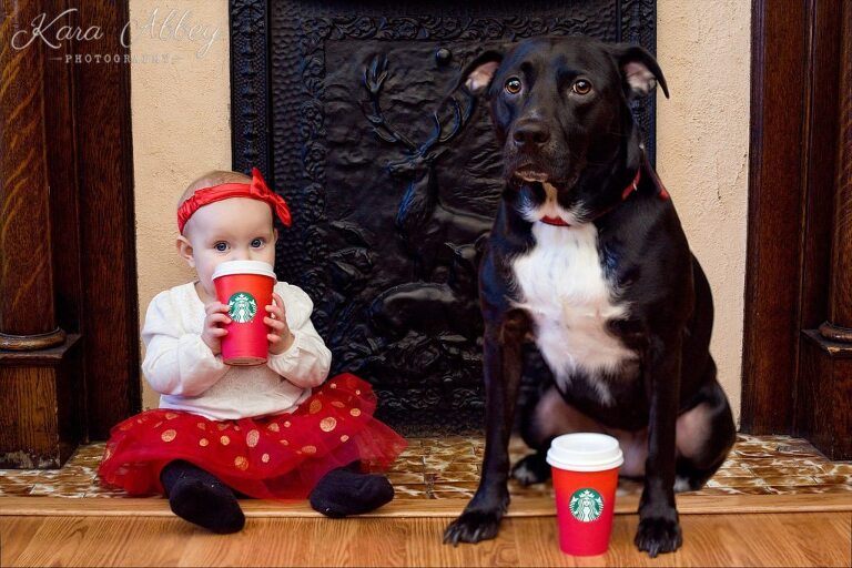 Abby's Saturday Lifestyle Pet Photography Black Lab with Baby Starbucks Christmas Holiday Red Cup Irwin, PA