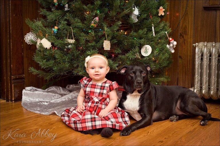 Abby's Saturday Lifestyle Pet Photography Black Lab with Baby Christmas Tree Irwin, PA