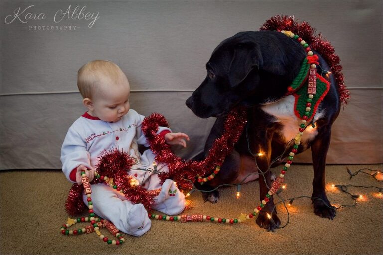 Abby's Saturday Lifestyle Pet Photography Black Lab with Baby Lights Garland Christmas Irwin, PA