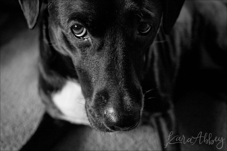 Abby's Saturday Lifestyle Pet Photography Black Lab Black And White Irwin, PA