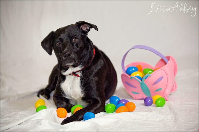 Abby's Saturday Lifestyle Pet Photography Easter Eggs Irwin, PA