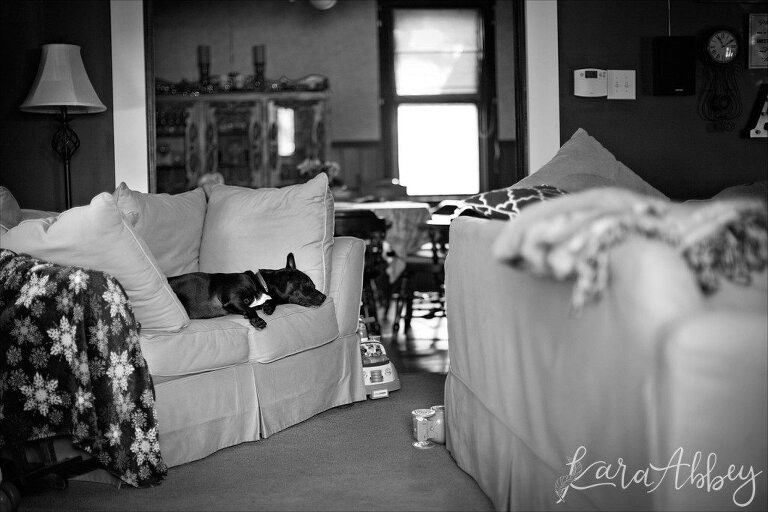 Abby's Saturday Lifestyle Pet Photography Black & White Irwin, PA