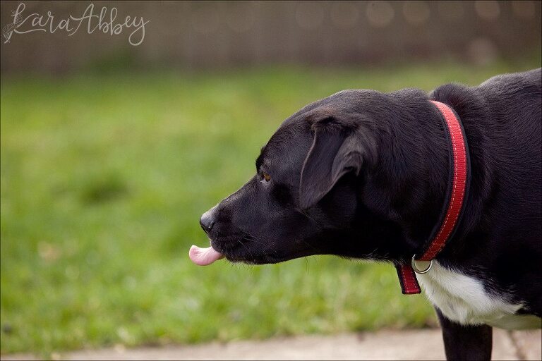 Abby's Saturday Lifestyle Pet Photography Black Lab Tongue Outdoors Irwin, PA