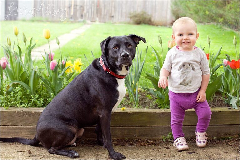 Abby's Saturday Lifestyle Pet Photography Black Lab Tulips Spring Dog & Baby Irwin, PA