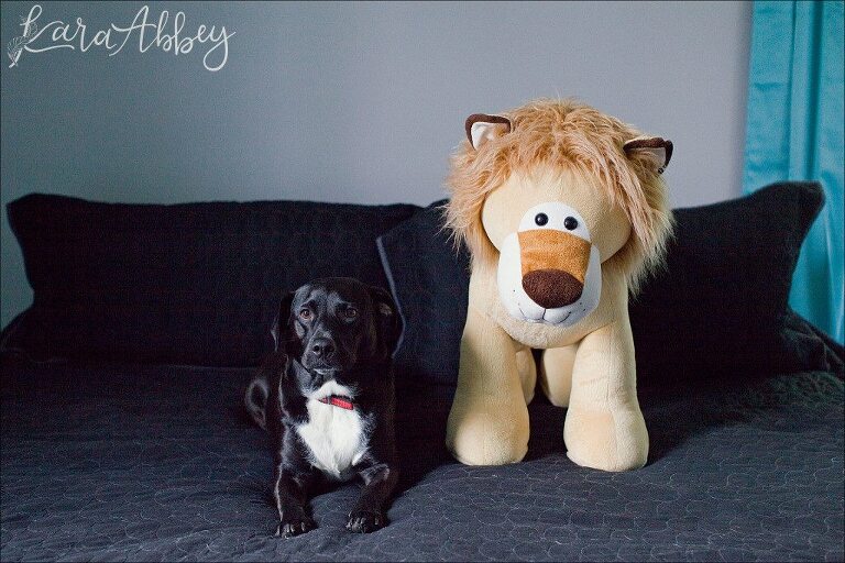 Abby's Saturday Lifestyle Pet Photography Black Lab and Lion Irwin, PA