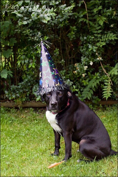 Happy Birthday Abby! A Doggie Birthday Party by Kara Abbey Photography in Irwin, PA