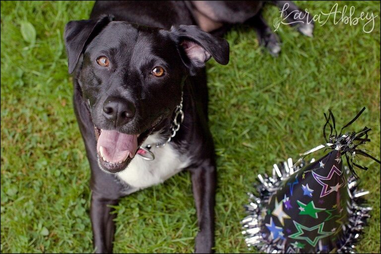 Abby's Saturday - Lifestyle Pet Photography Black Lab - Happy Birthday in Irwin, PA