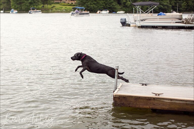 Abby's Saturday - Lifestyle Pet Photography Black Lab in Deep Creek Lake, MD