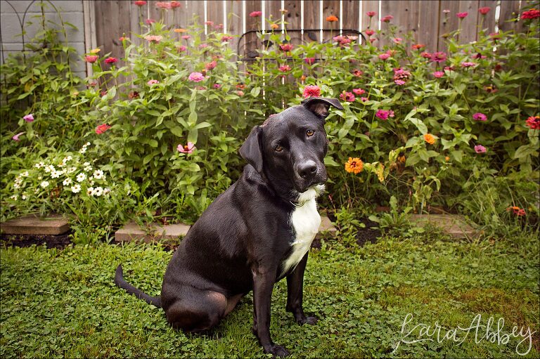 Abby's Saturday - Lifestyle Pet Photography Black Lab in Irwin, PA
