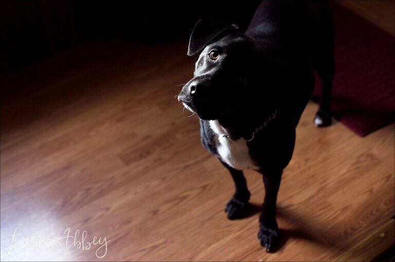 Abby's Saturday - Lifestyle Pet Photography - Black Lab in Irwin, PA