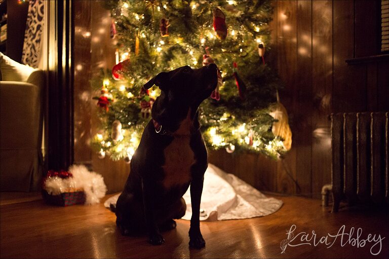 Black Lab in front of the Christmas Tree at night by Kara Abbey Photography in Irwin, PA