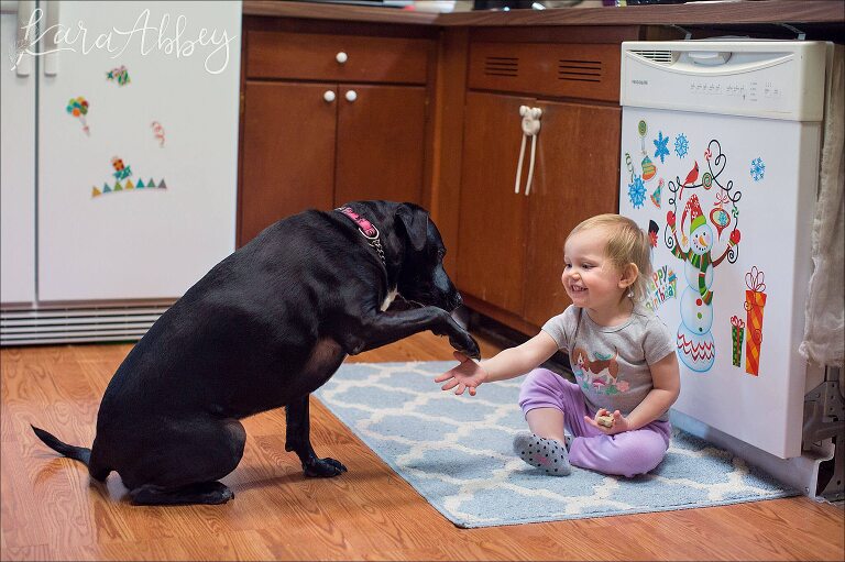 Toddler Shakes Paws with her Black Lab
