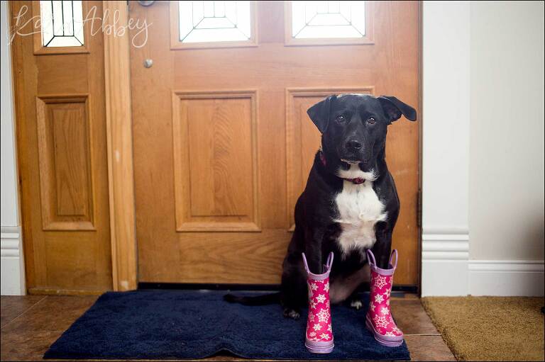April Showers - A Black Lab in her Rain Boots