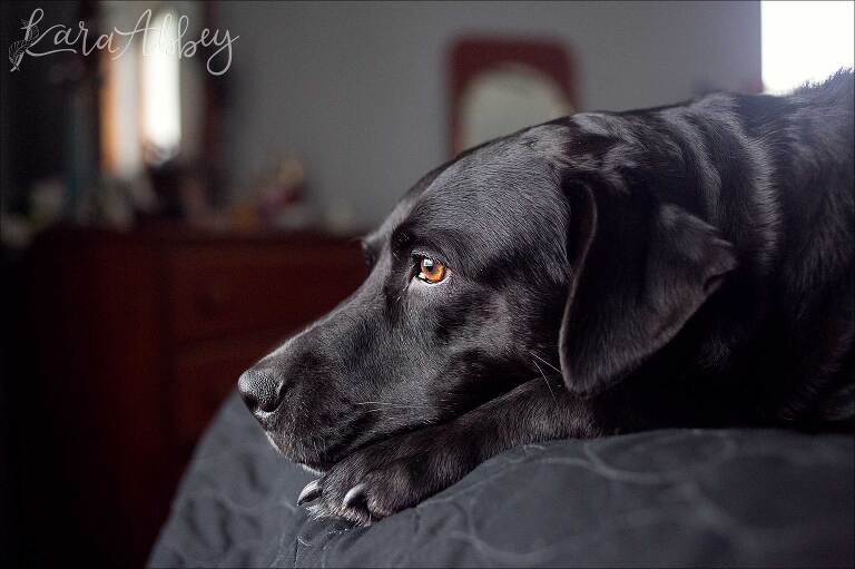 Black Lab in Irwin, PA Looking Out the Window