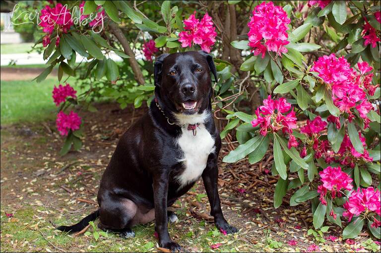 Black Lab with Pink Flowers in Irwin, PA