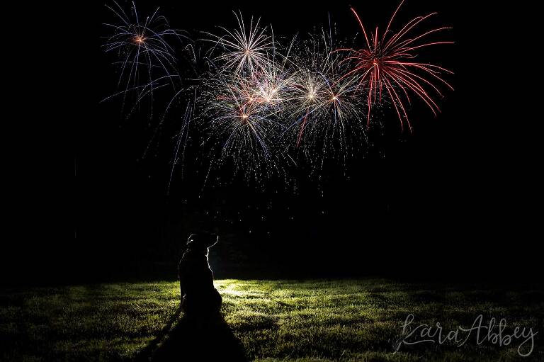 Black Lab Watching the Fourth of July Fireworks in Irwin, PA