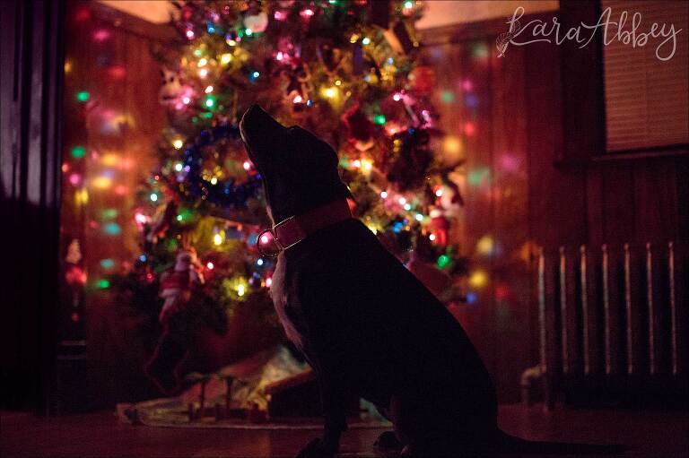 Black Lab's Silhouette in Front of the Christmas Tree in Irwin, PA 