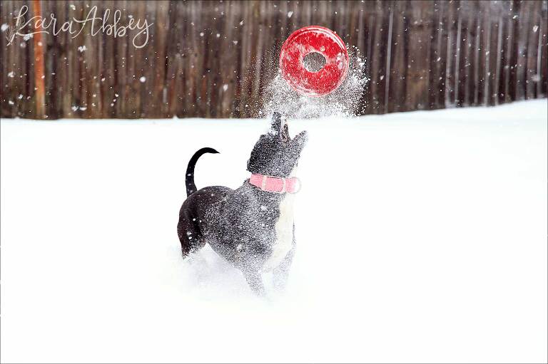 Black Lab Having Fun In The Snow with a Kong Frisbee in Irwin, PA