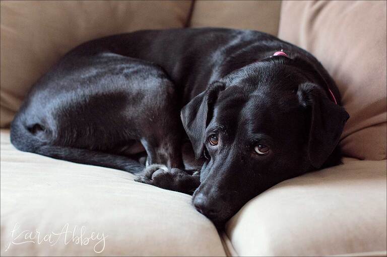 Black Lab Snuggled on the Couch in Irwin, PA