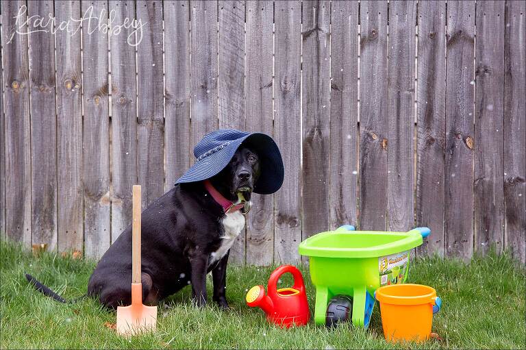 Black Lab in the Snow with Gardening Supplies - Waiting on Spring!