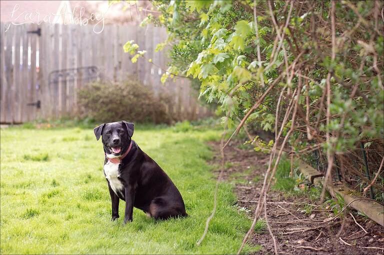 Black Lab Outside In The Back Yard in Spring