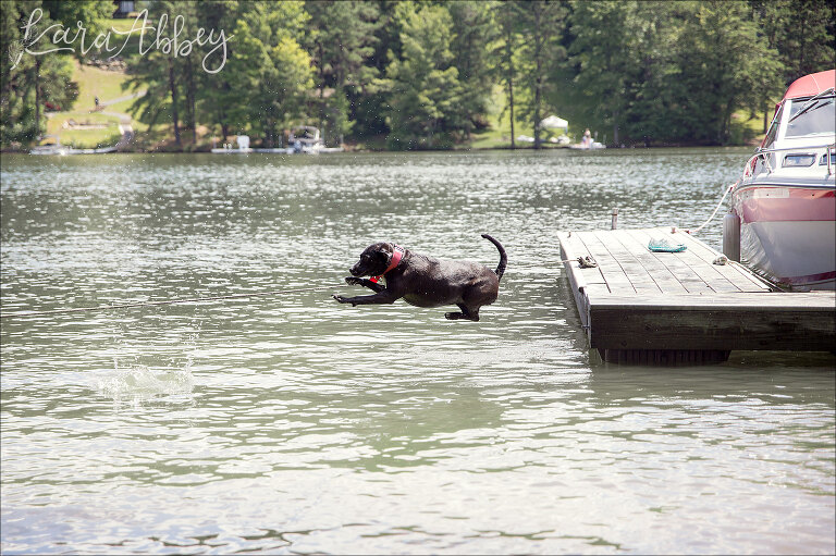 Black Lab Jumping into Deep Creek Lake, MD