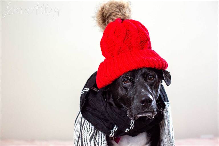 Black Lab in a Red Snow Hat in Irwin, PA