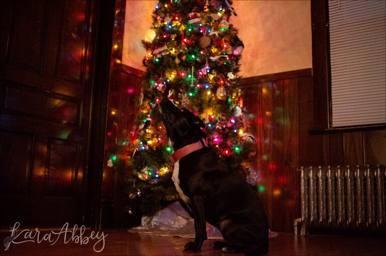 Black Lab Silhouette by the Christmas Tree in Irwin, PA