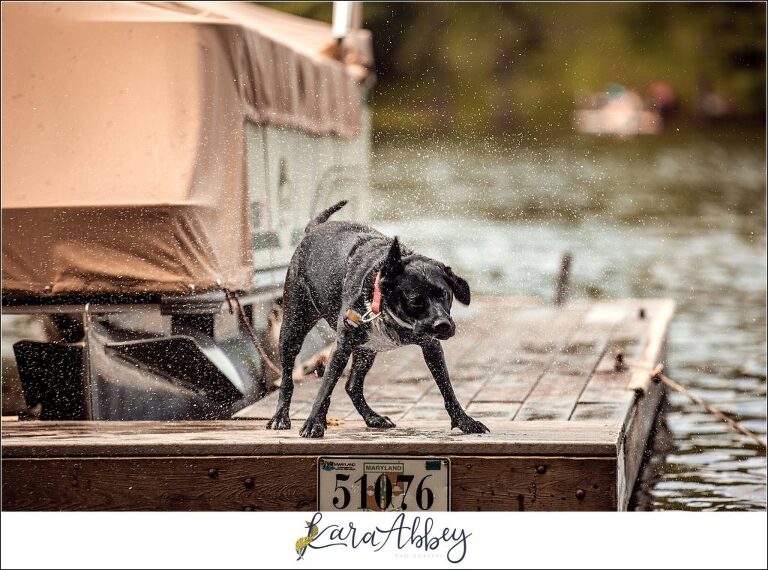 Abby's Saturday Black Lab on the Dock at Deep Creek Lake, MD