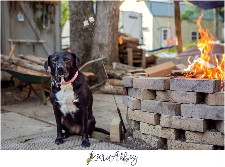 Abby's Saturday: Black Lab Sitting Next to the Fire with Marshmallows at Deep Creek Lake, MD
