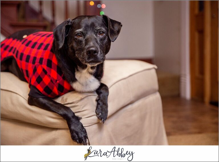 Abby's Saturday A Portrait of a Black Lab in a Red Buffalo Plaid Sweater in Irwin PA