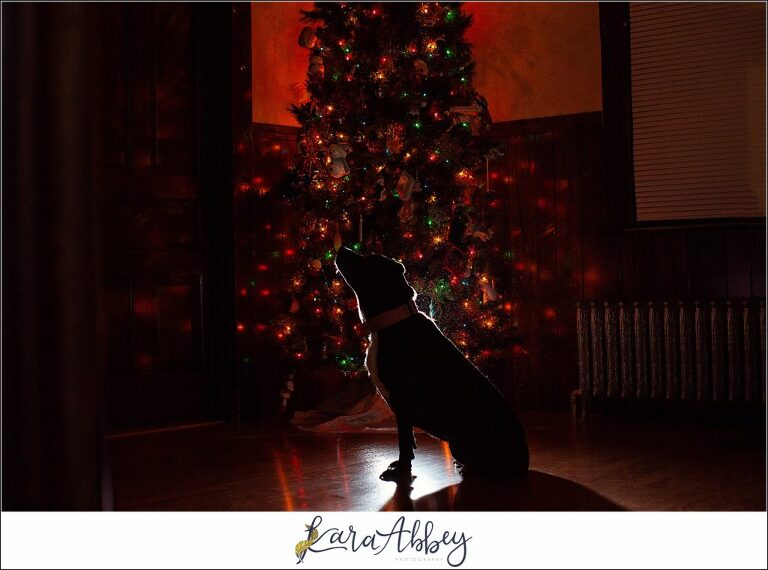 Abby's Saturday Black Lab Christmas Tree Silhouette in Irwin PA