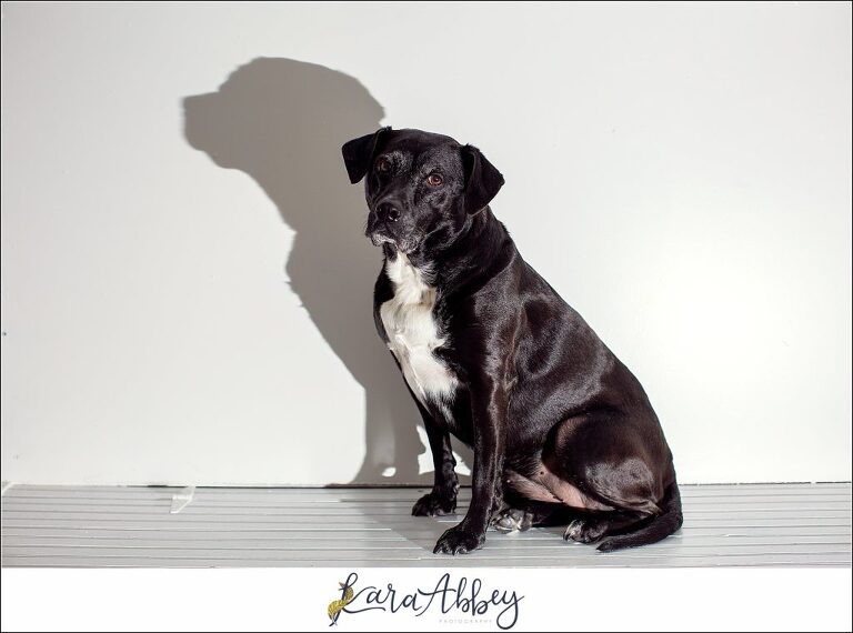 Groundhog Day Shadow Inspired Black Lab Portrait in Irwin PA