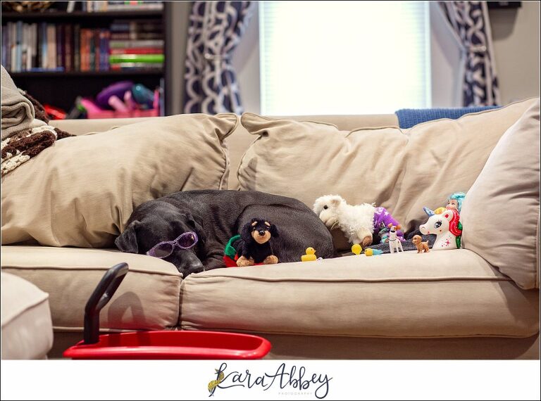 Abby's Saturday Resting On The Couch with Toys in Irwin PA