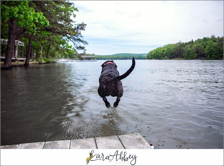 Black Lab Jumping Off the Dock into Deep Creek Lake in Maryland