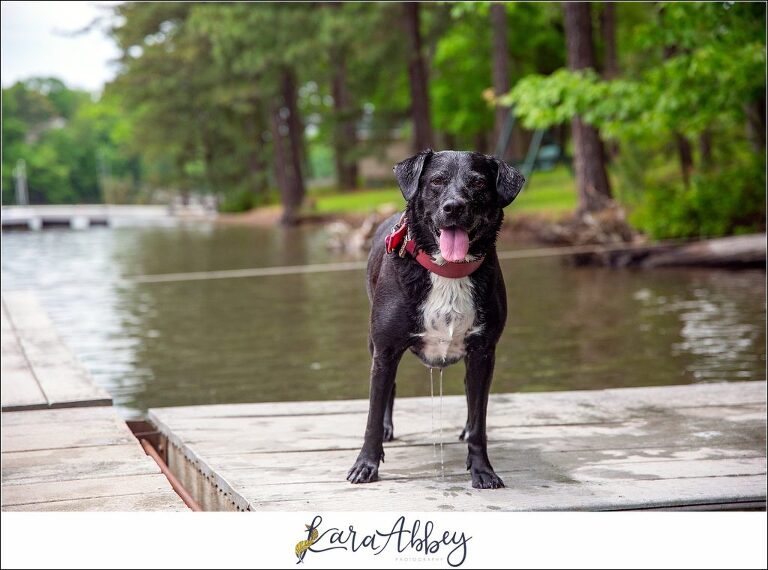 Black Lab Standing On The Dock at Deep Creek Lake MD
