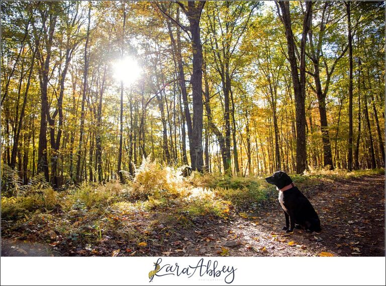 Abbys Saturday Fall in the Woods in Deep Creek Lake MD