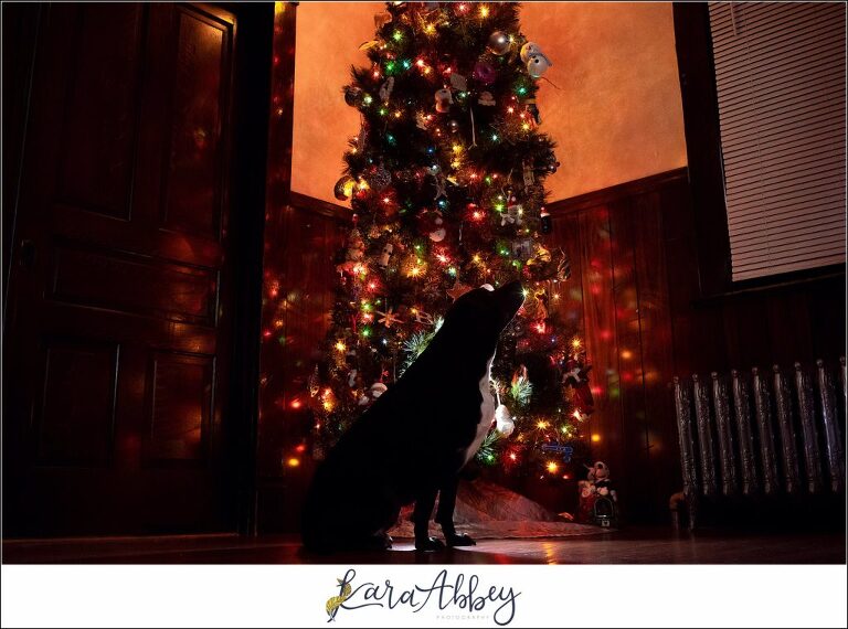 Abbys Saturday Black Lab Sitting in Front of the Christmas Tree in Irwin PA