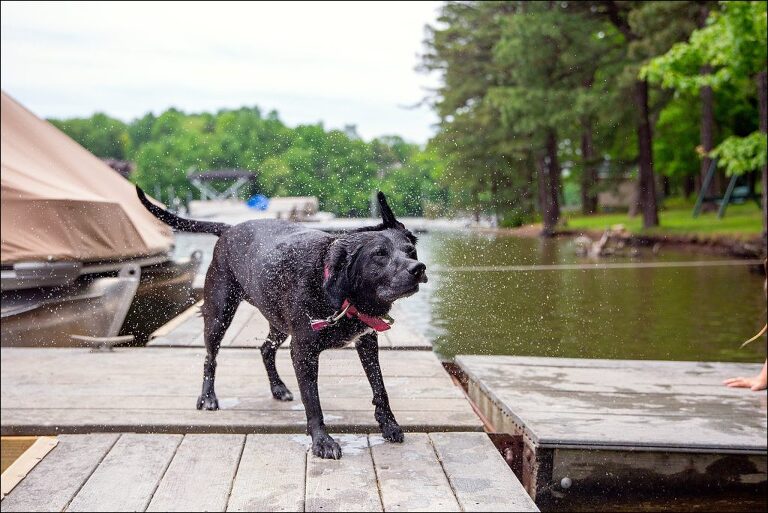 Abbys Saturday Deep Creek Lake Maryland Black Lab Shaking After Being in the Lake