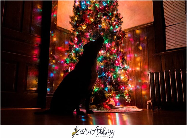 Abbys Saturday Black Lab Sillouetted by Christmas Tree in Irwin PA