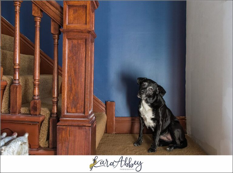 09 Abbys Saturday Black Lab with Newly Painted Blue Wall in Irwin PA