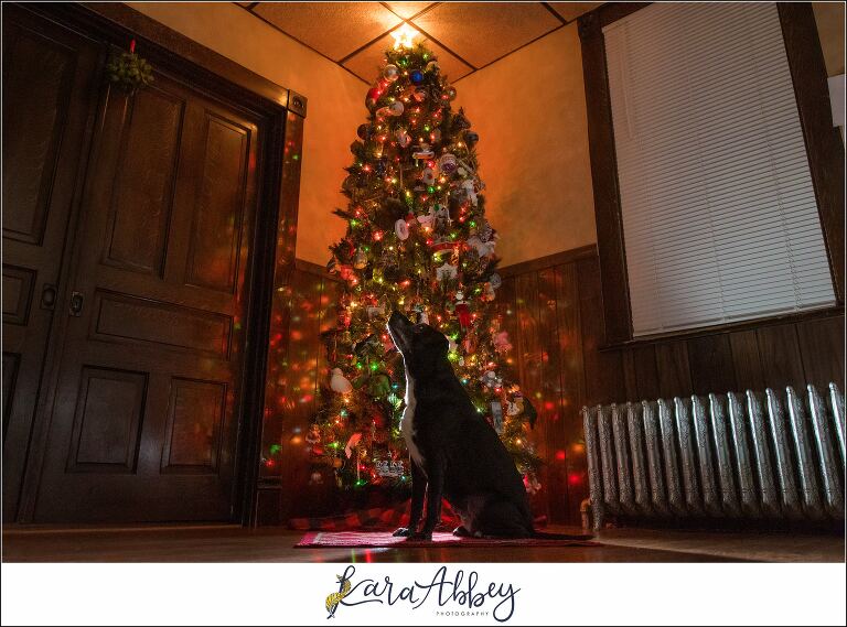 Abbys Saturday Black Lab and Christmas Tree in Irwin PA