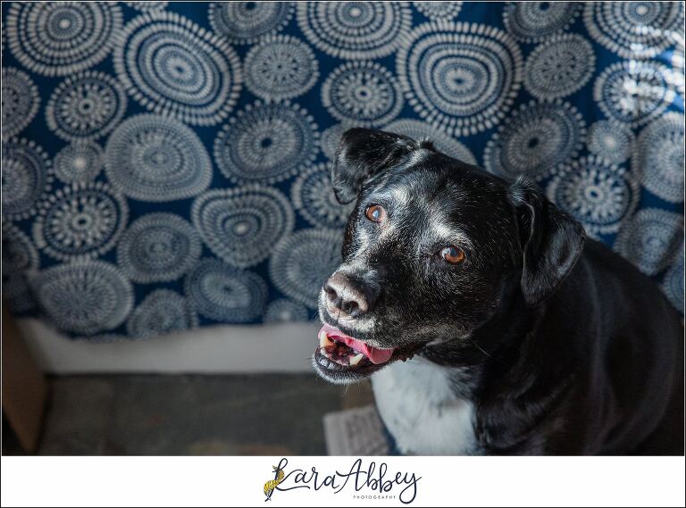 Abbys Saturday Blooper Reel from 2022 in Irwin PA - hilarious behind the scenes of my weekly project taking photos of our dog